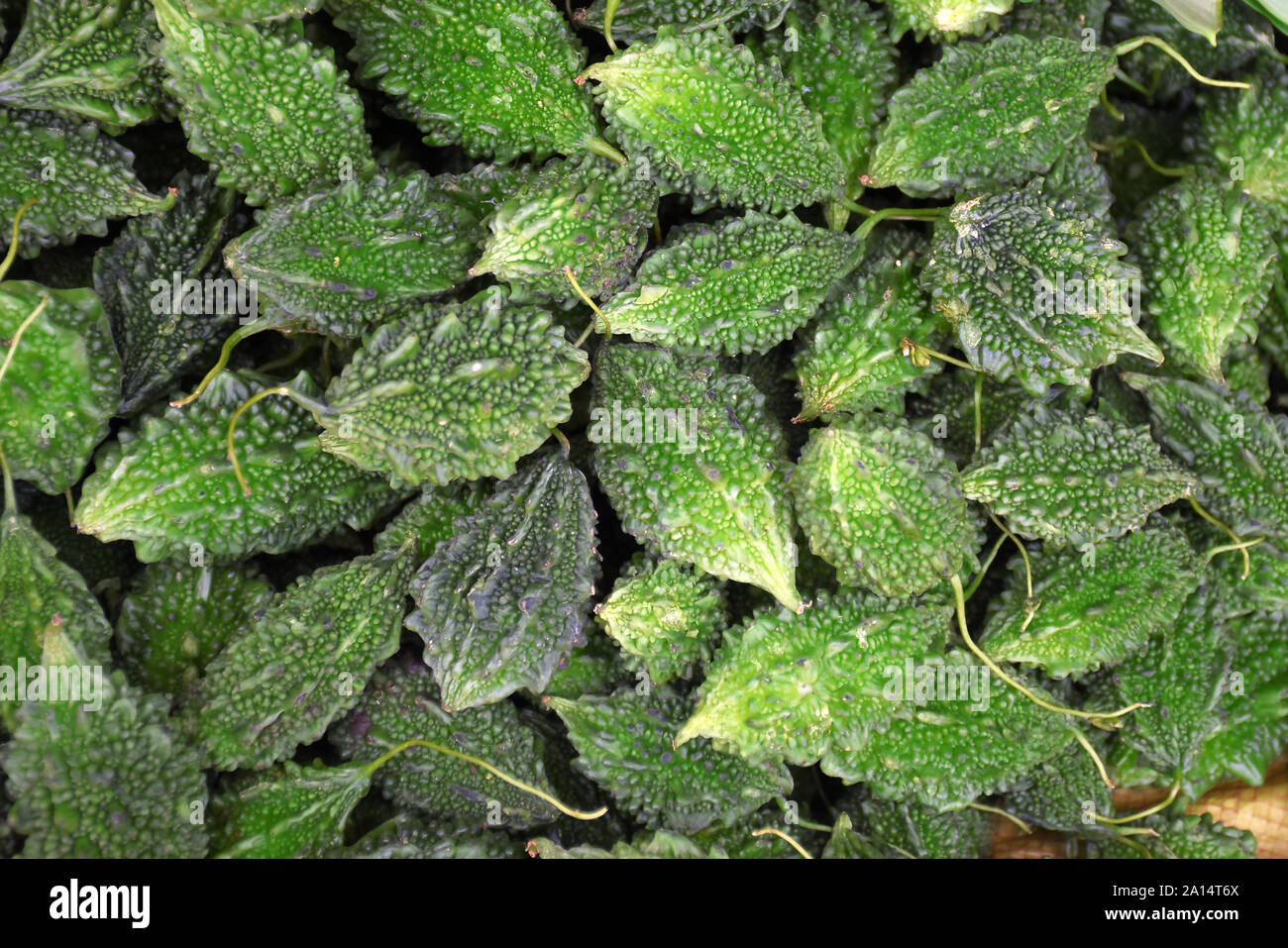 Fresca gourd Amaro pronto per la vendita nel mercato indiano Foto Stock