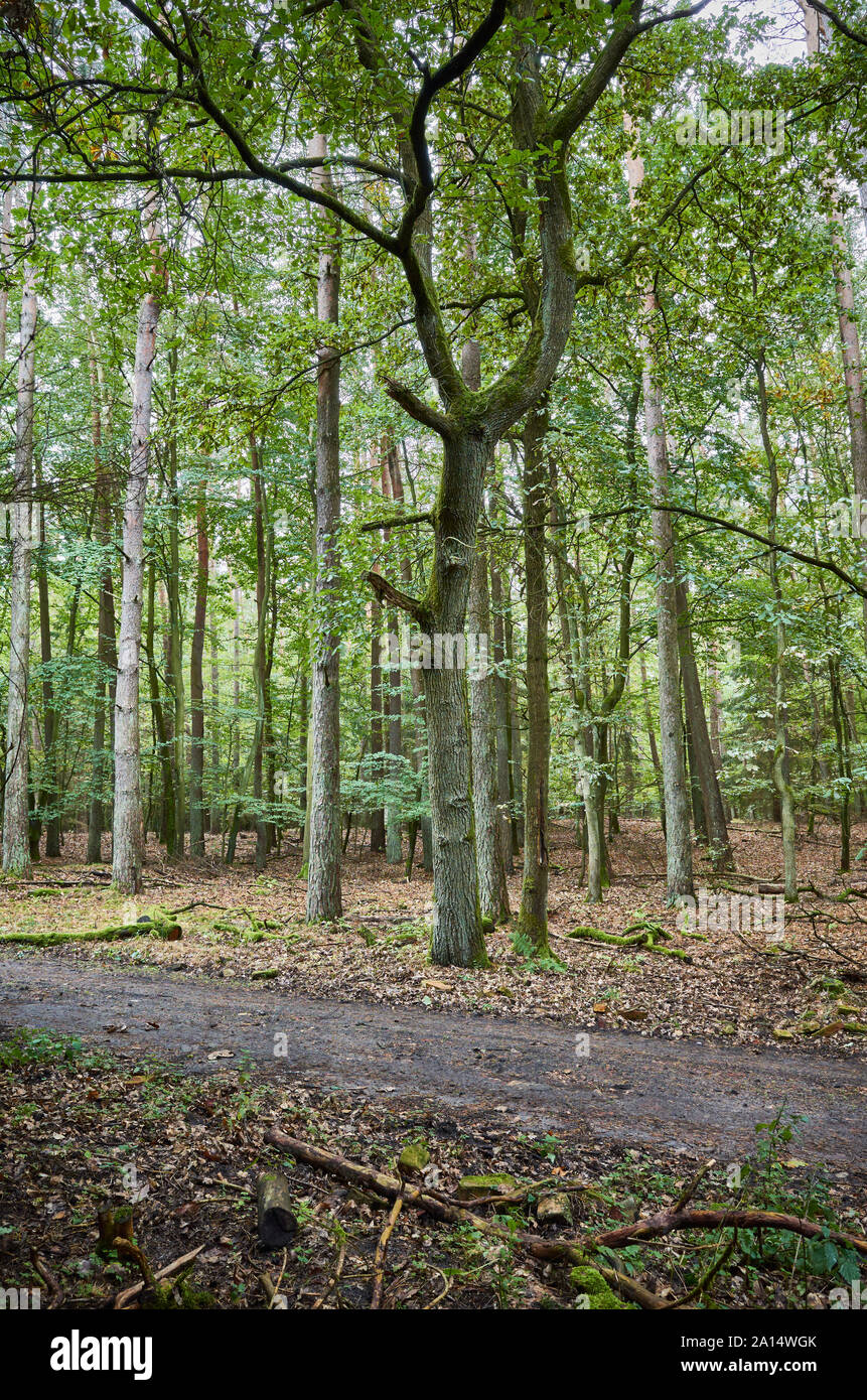 Percorso in una fitta foresta scura all'inizio dell'autunno, della Polonia. Foto Stock