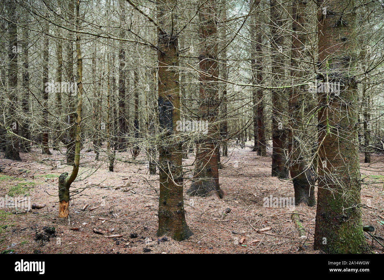 Fitta foresta scura all'inizio dell'autunno, della Polonia. Foto Stock