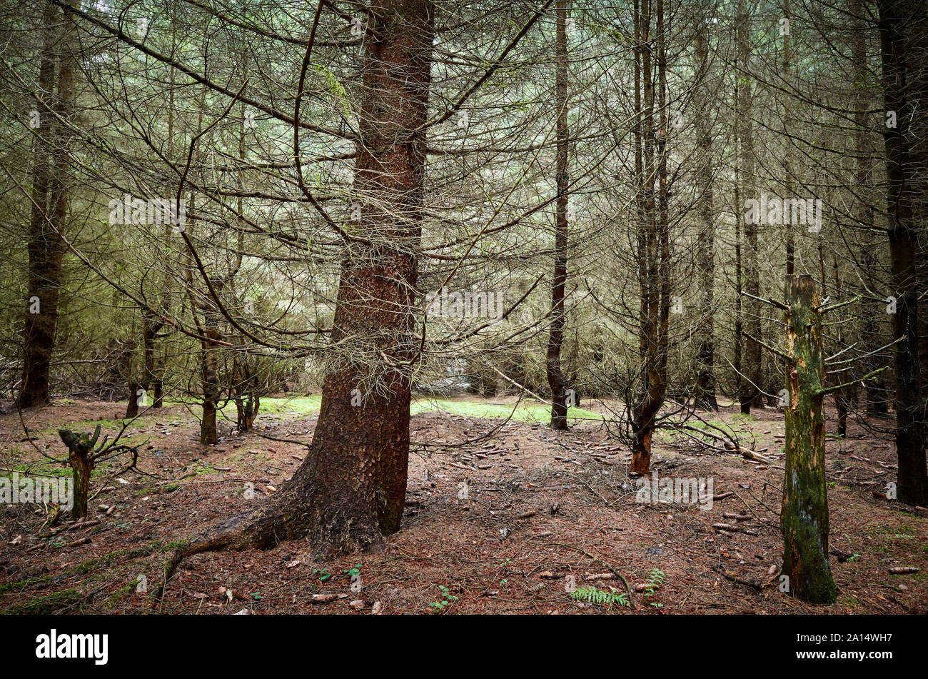 Fitta foresta scura all'inizio dell'autunno, della Polonia. Foto Stock