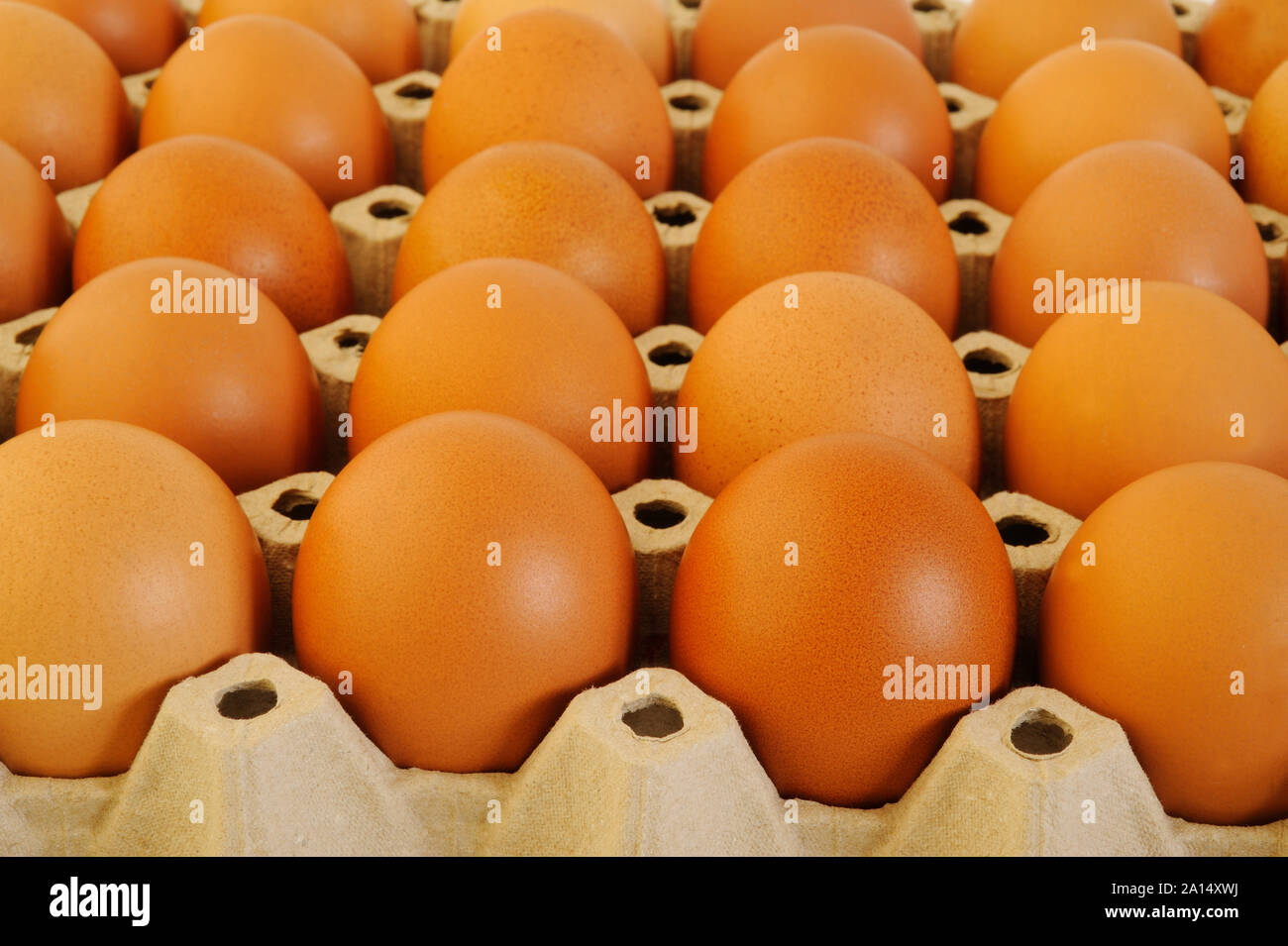Le uova di gallina in cartone uovo cassa Foto Stock
