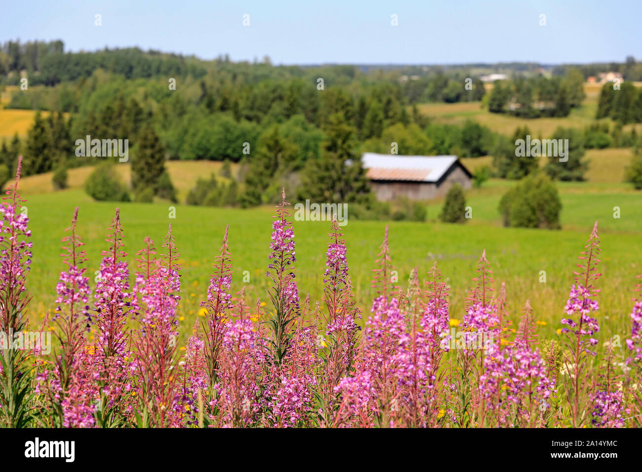 Estate paesaggio di campagna con Chamaenerion angustifolium, fireweed e campi verdi e fienile sfocati sullo sfondo. Salo, Finlandia. Foto Stock