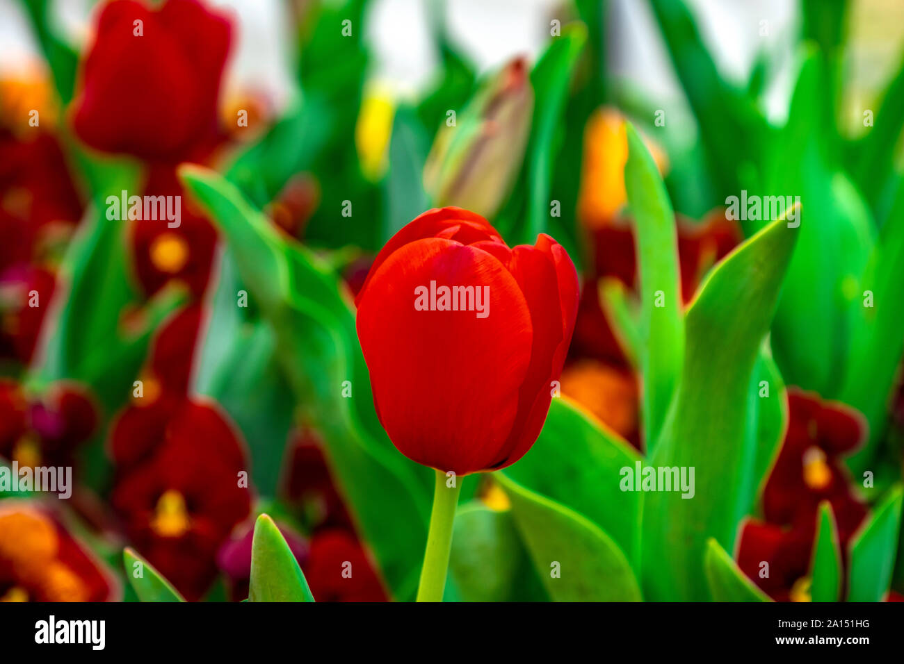 Ai visitatori di ammirare la massa di coloratissimi tulipani in Floriade 2019 mostrano, Canberra, ACT, Australia. Foto Stock