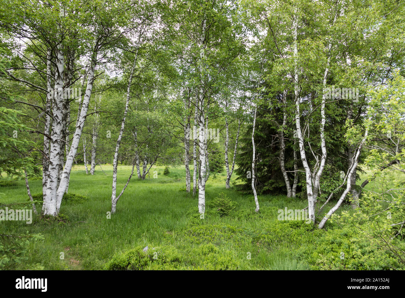 Landschaft im Boehmerwald Foto Stock