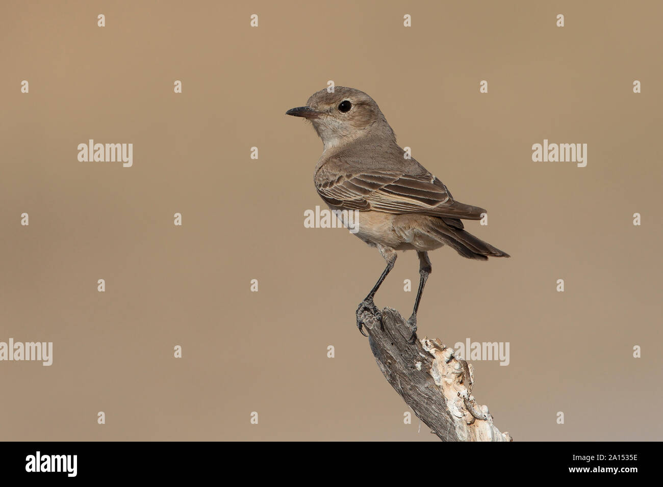 Flycatcher di chat Foto Stock