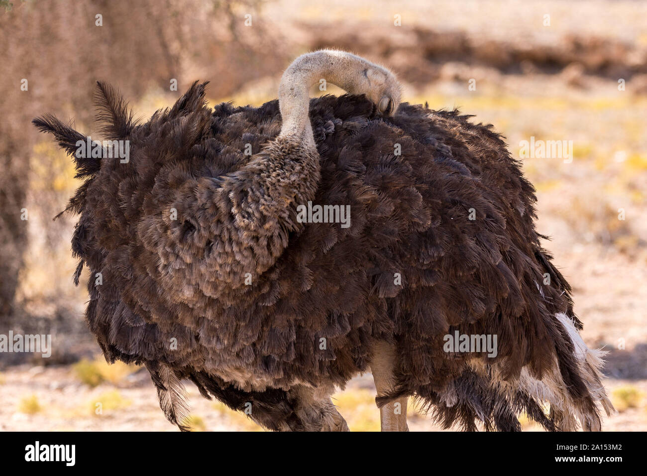 Una femmina di struzzo è la pulizia stessa, becco in piume, Namibia, Africa Foto Stock