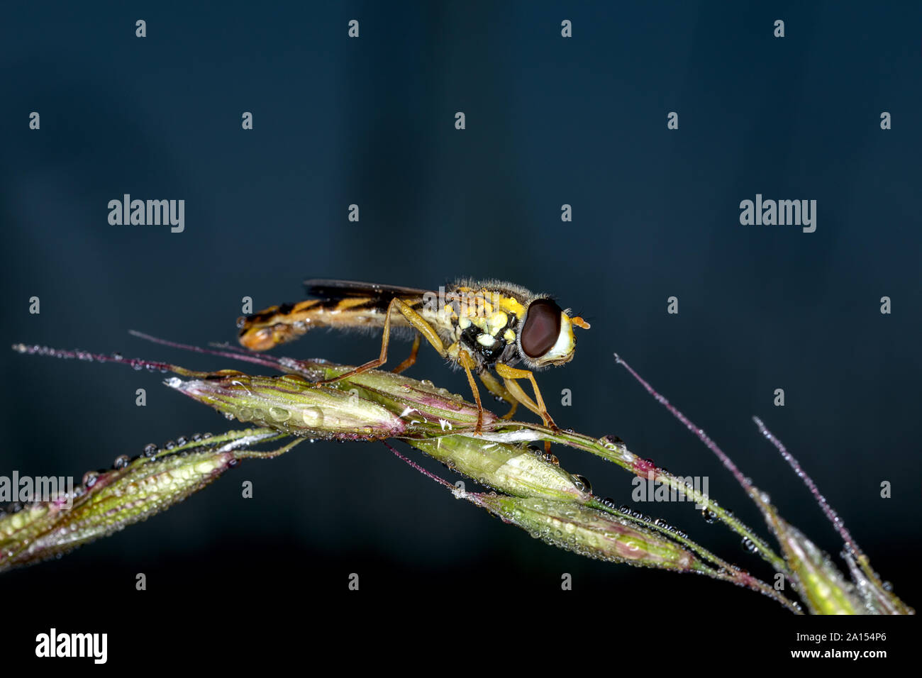 Tiny hover fly appollaiate su erba Foto Stock