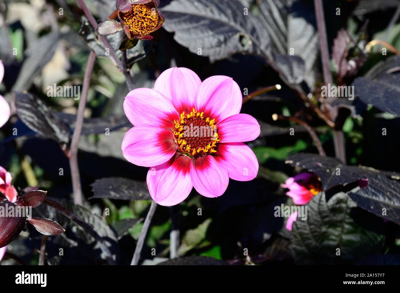 Dahlia felice occhiolino singolo fiore Foto Stock