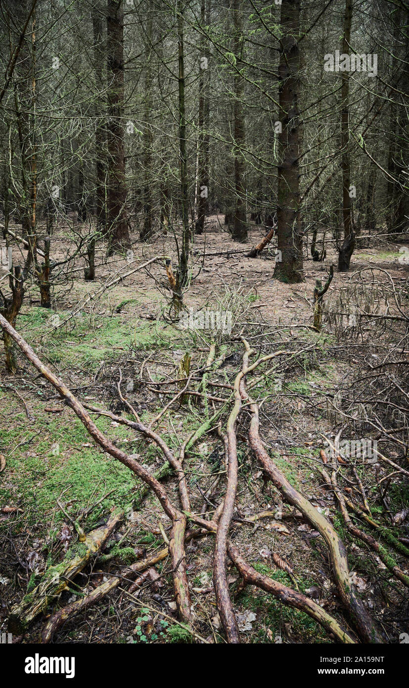 Fitta foresta scura all'inizio dell'autunno. Foto Stock