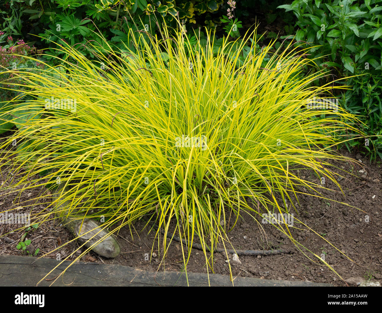 Un ben cresciute intrico di Bowles golden carici Carex elata Aurea Foto Stock