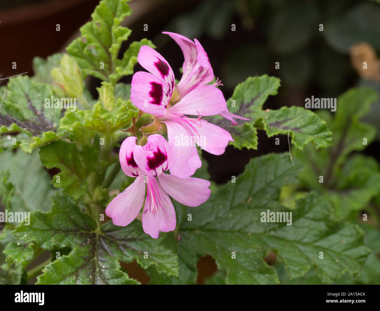 I fiori di colore rosa pallido di geranio quercifolia con i tipici del legno di rovere come livelli in background Foto Stock