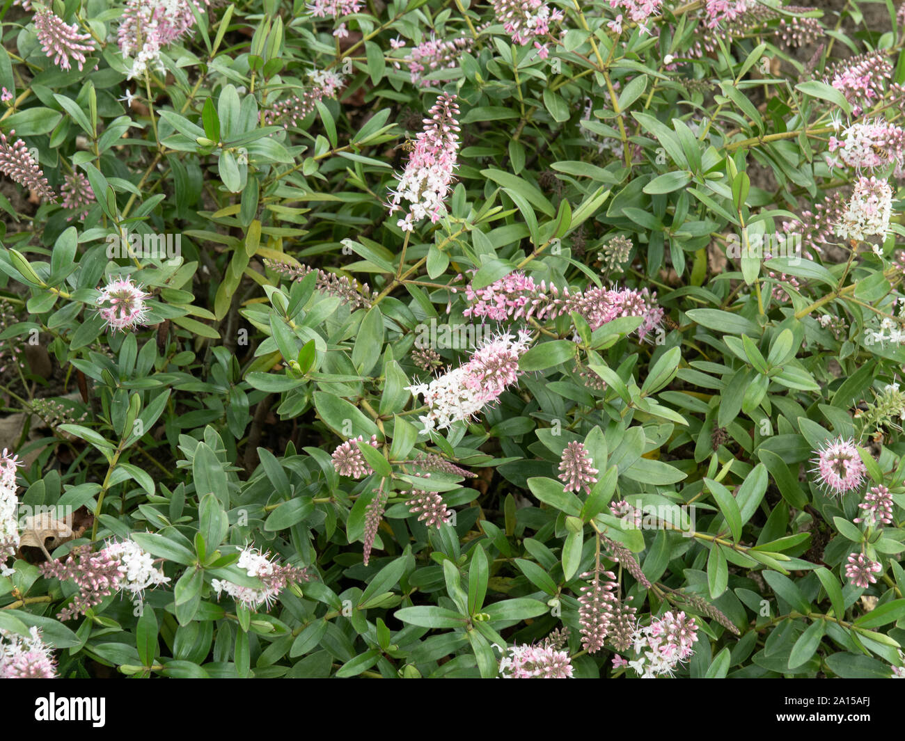 Una fioritura delle piante di Hebe Nicola's arrossire che mostra i fiori di colore rosa pallido che la Dissolvenza al bianco Foto Stock