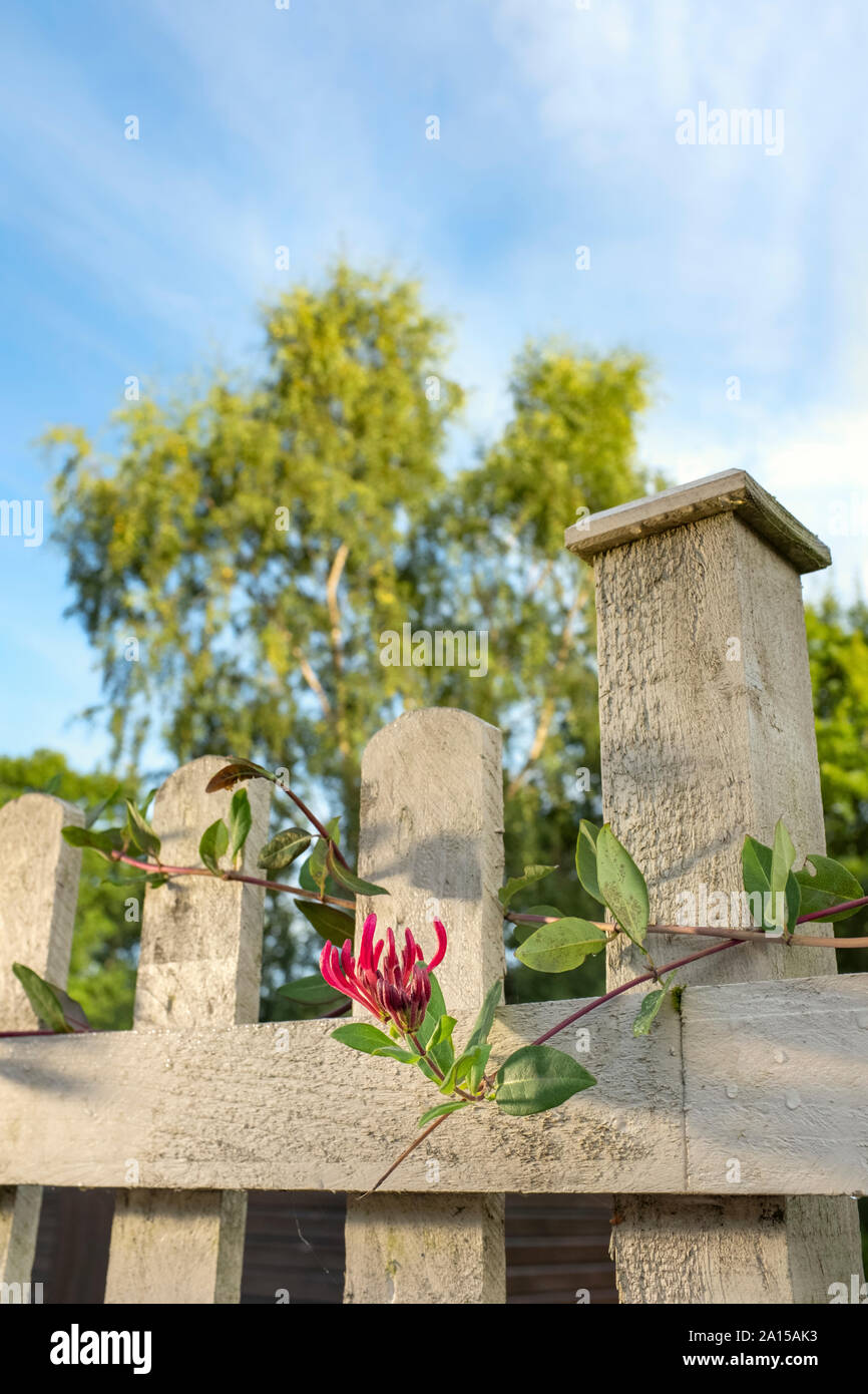 Caprifoglio rosso che cresce su un dipinto di recinzione di legno. Foto Stock