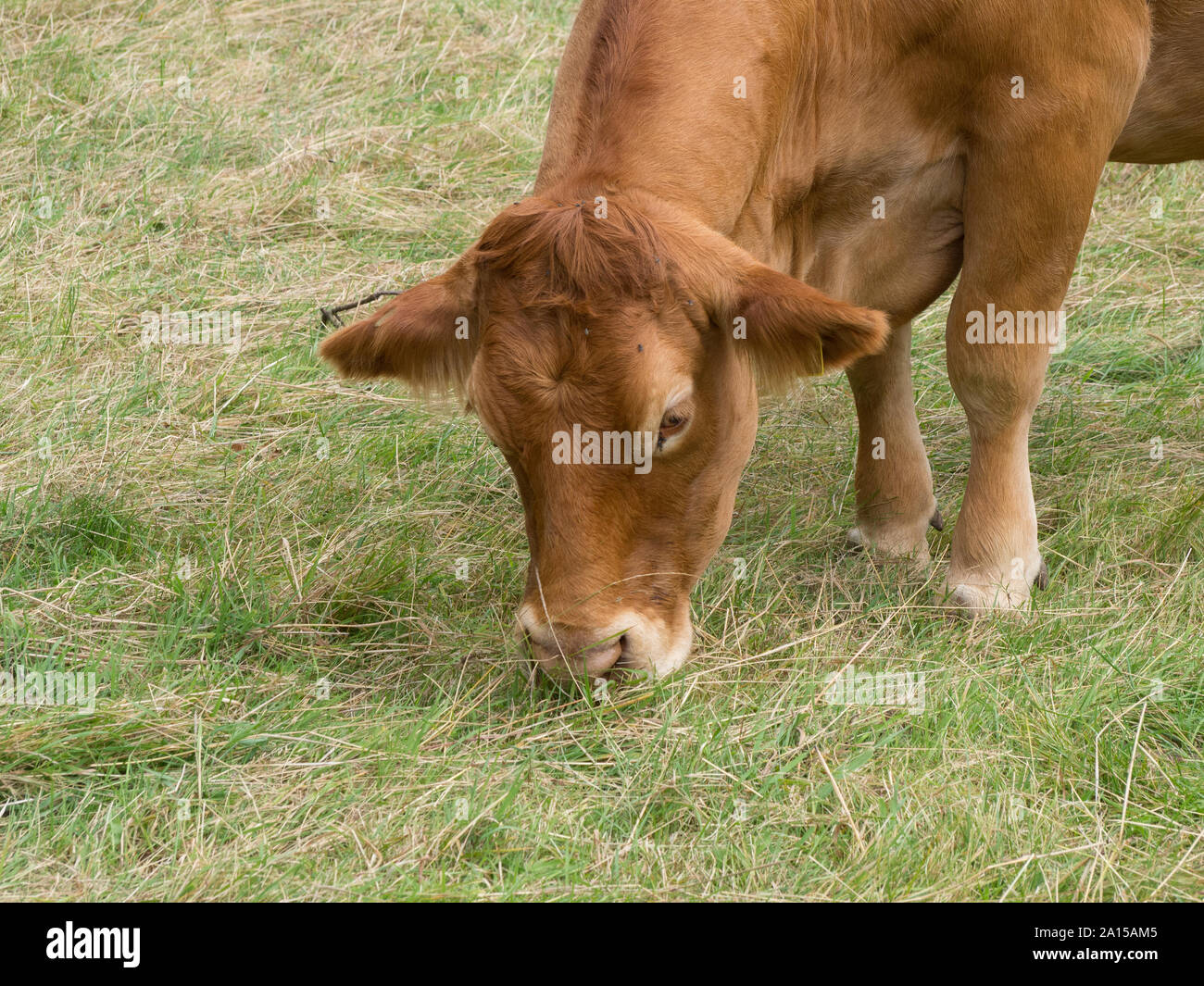 Un colpo alla testa di una mucca in Limousin a pascolare su erba nel parco Foto Stock