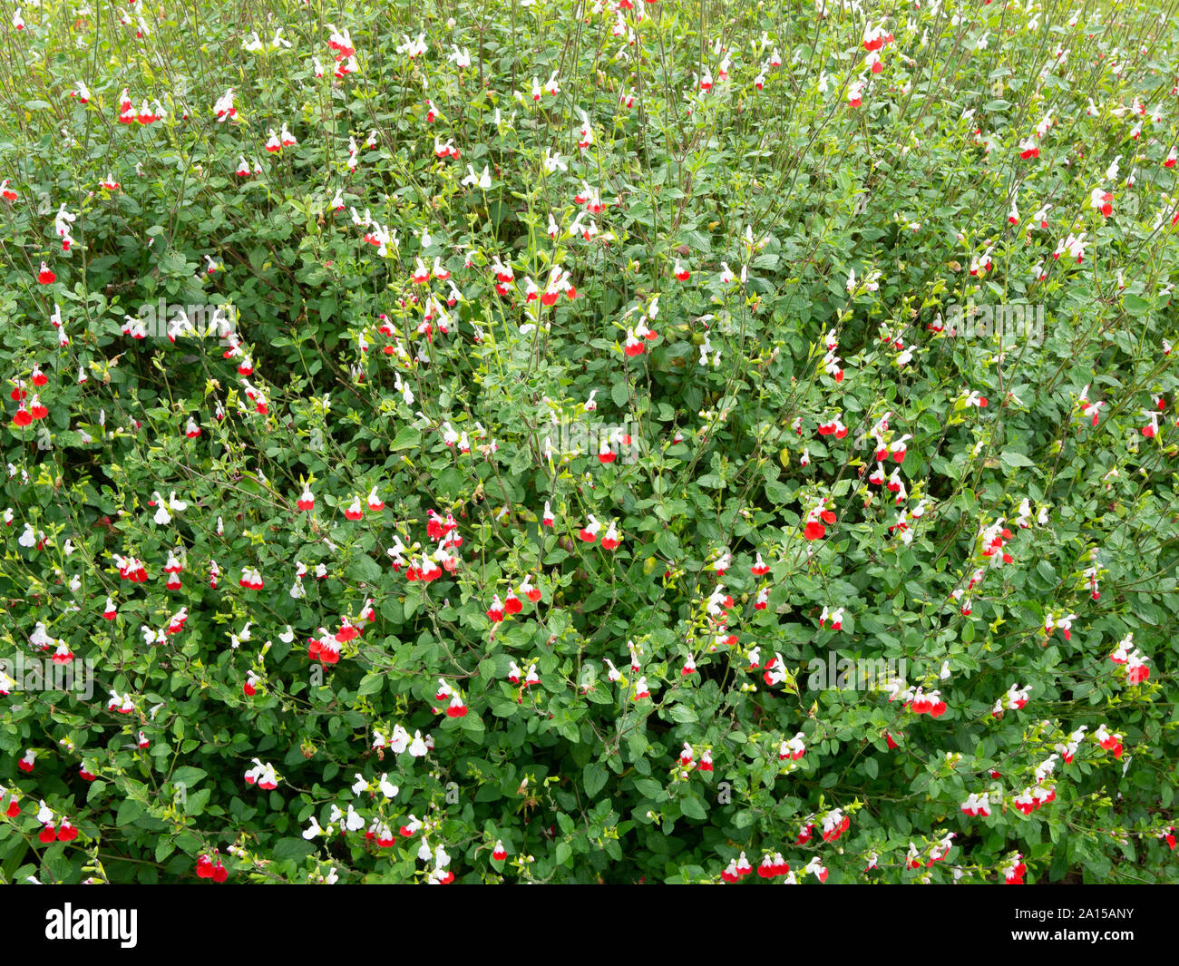 Un grande impianto di Salvia Hot Lips che mostra la caratteristica piccoli fiori rossi e bianchi Foto Stock