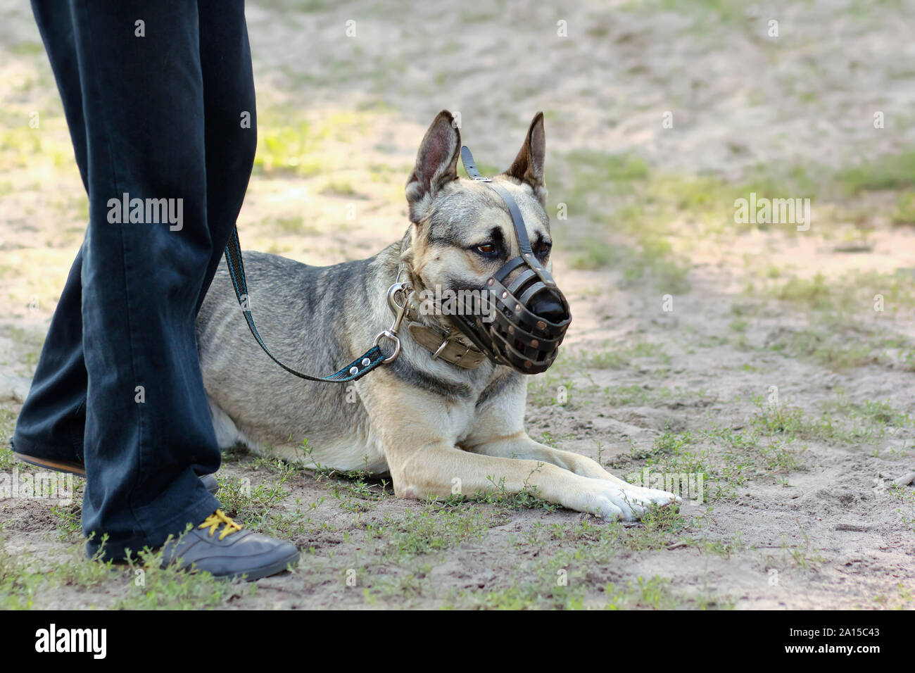 Pastore Tedesco cane giacente sul terreno, indossando la museruola e il guinzaglio, Foto Stock