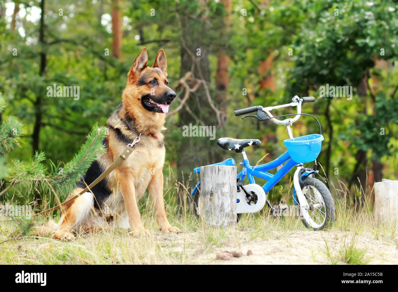 Pastore Tedesco dog sitter e custodire un po' i bambini biciclette blu all'aperto nel parco Foto Stock
