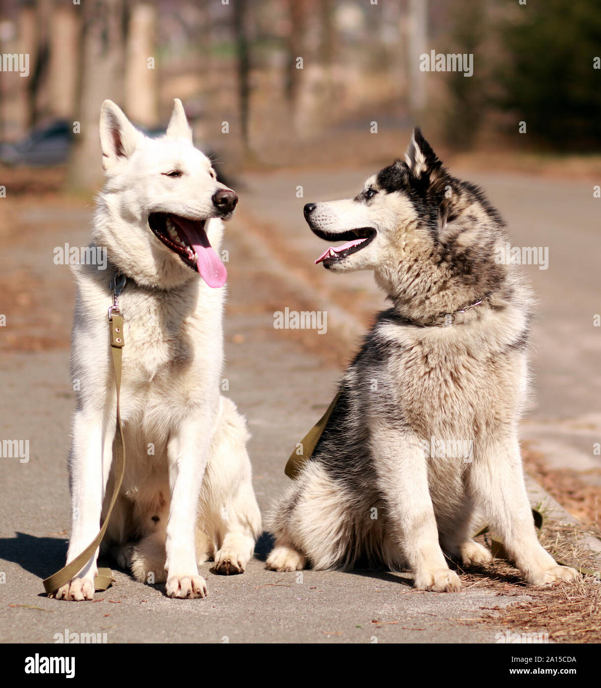 Un Pastore Svizzero bianco e un husky felice di vedere ogni altro e avere tempo meraviglioso all'aperto Foto Stock