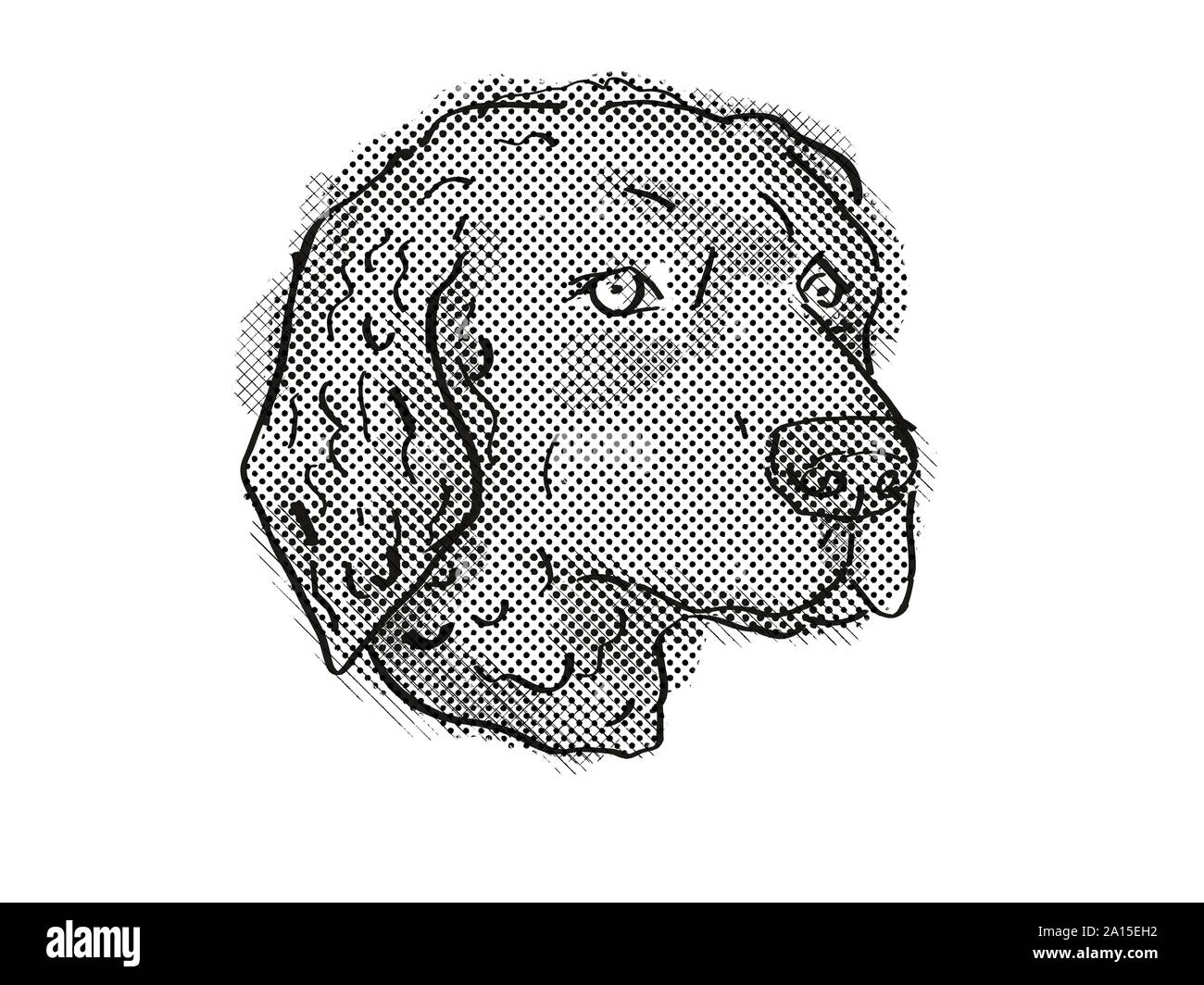 Rétro in stile cartoon disegno della testa di un Curly-Coated Retriever , un cane domestico o di razza canina isolato su sfondo bianco fatto in nero e di Pentecoste Foto Stock