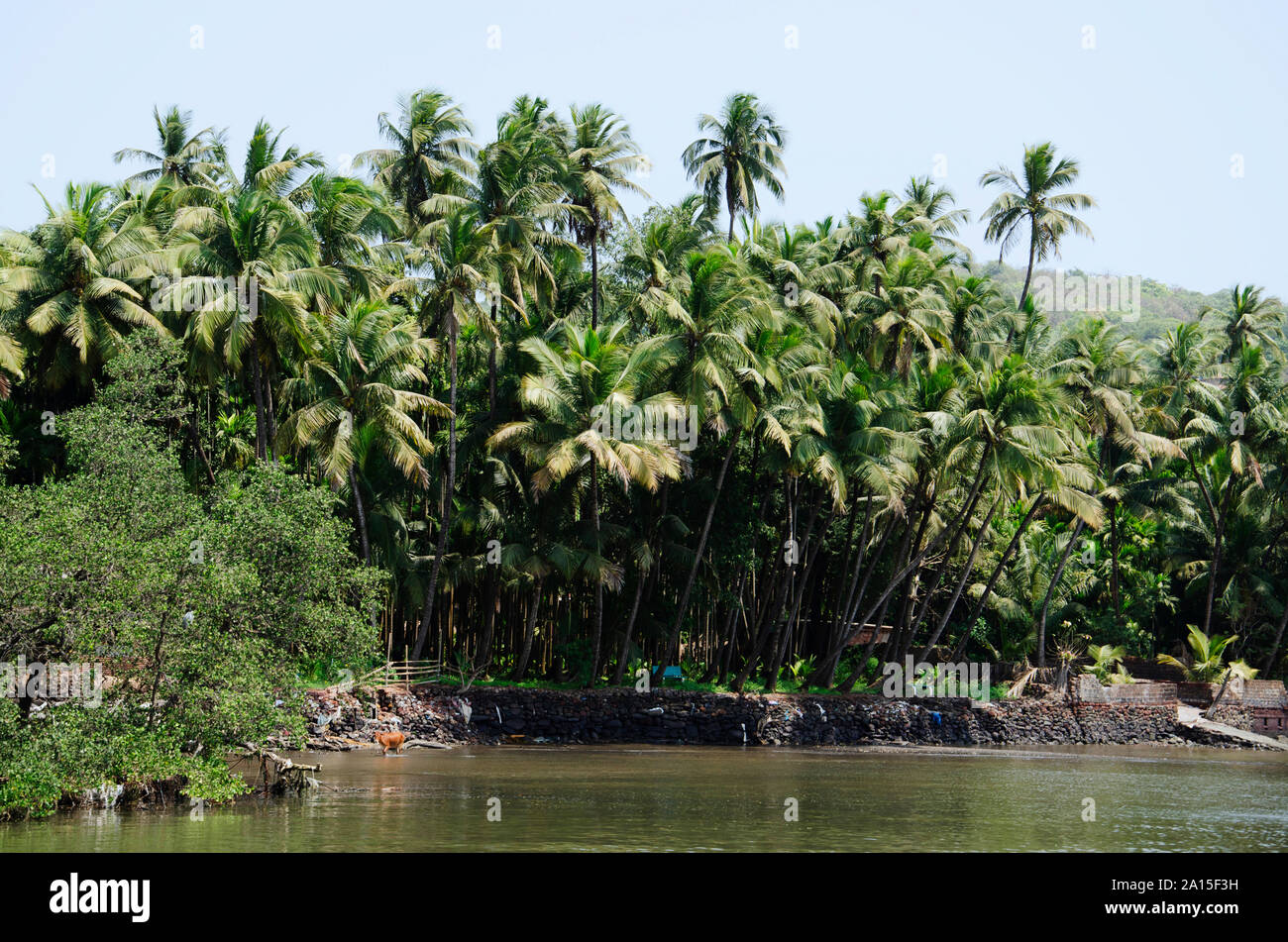 Alberi di noce di cocco in area di Konkan vicino Dabhol jetty, Maharashtra, India Foto Stock