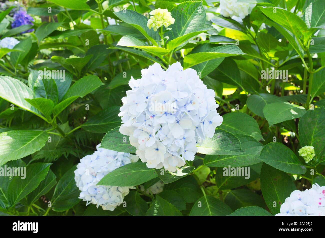 White hydrangea fiori - Hortensia (Funchal, Madeira, Portogallo) Foto Stock