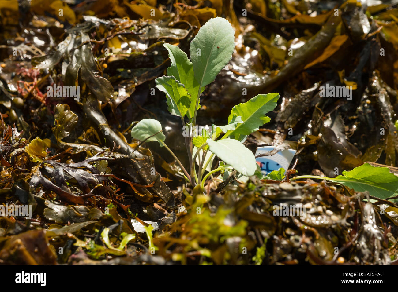 Riparto giardinaggio nel Regno Unito - le alghe utilizzato come un strame e fertilizzante sul letto sollevata di giovani piante di brassica Foto Stock