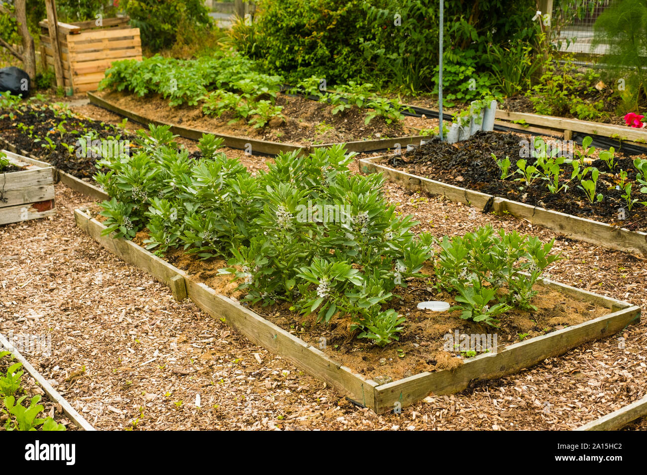Riparto giardinaggio in Regno Unito - Ortaggi in crescita in letti sollevata Foto Stock