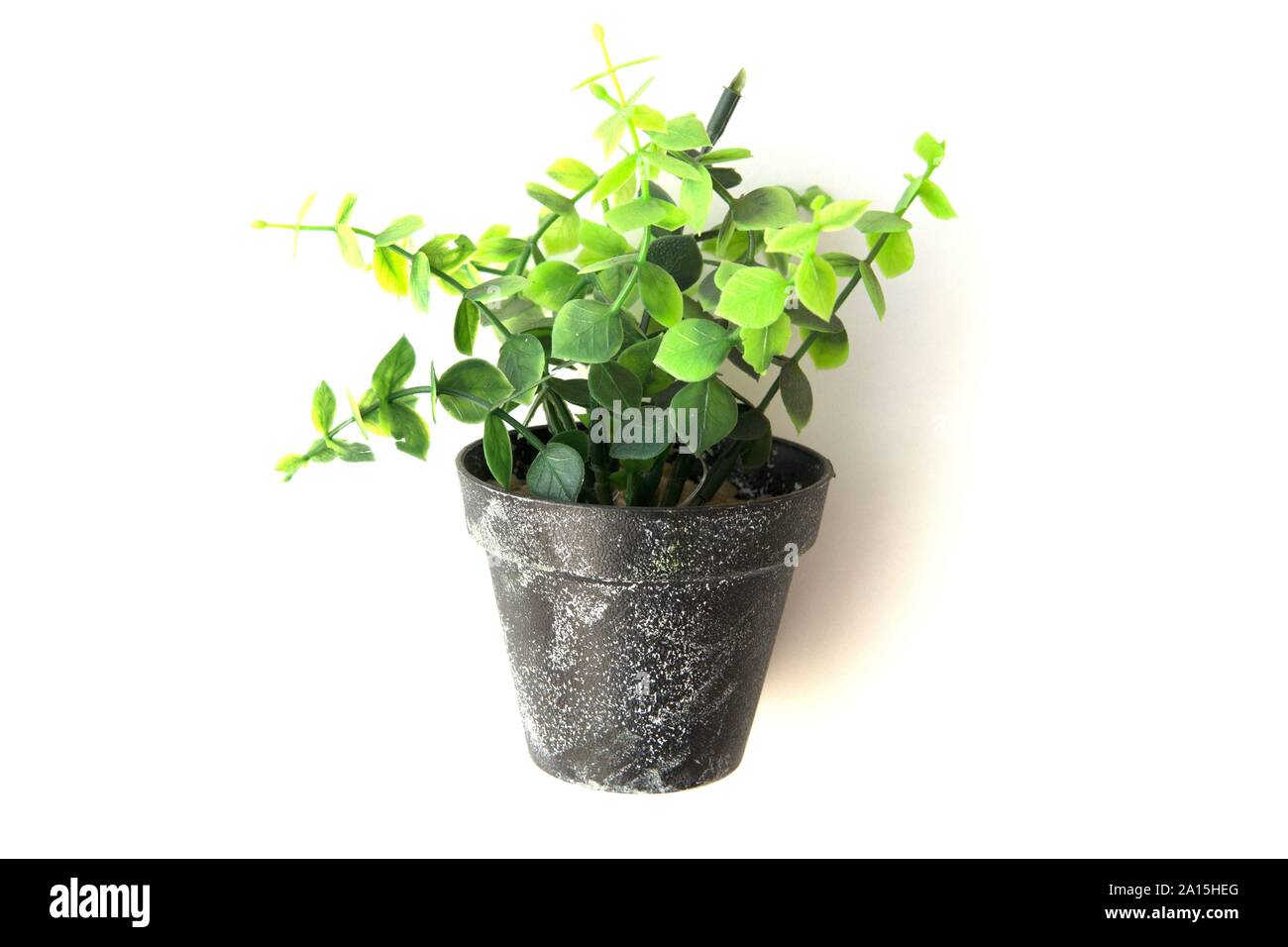 Vasi di piante di plastica e fiori per decorazioni. Contenitore in alluminio, plastica, ceramica così come argilla. Piante includono Cactus, cactus, beauti Foto Stock