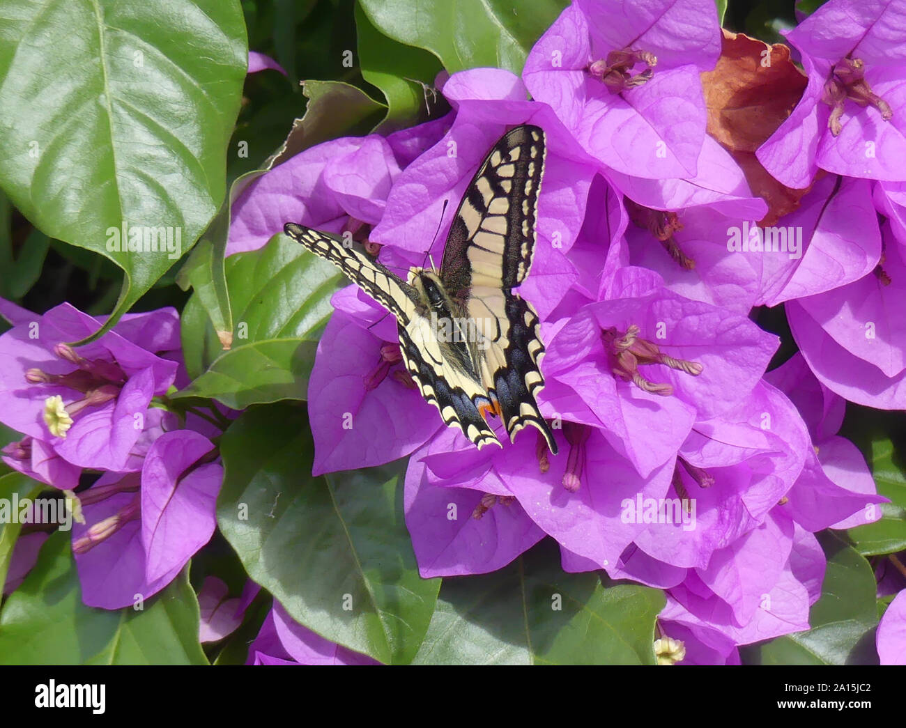 Coda FORCUTA BUTTERFLY Papilio machaon vicino al Lago di Garda, Italia. Foto: Tony Gale Foto Stock