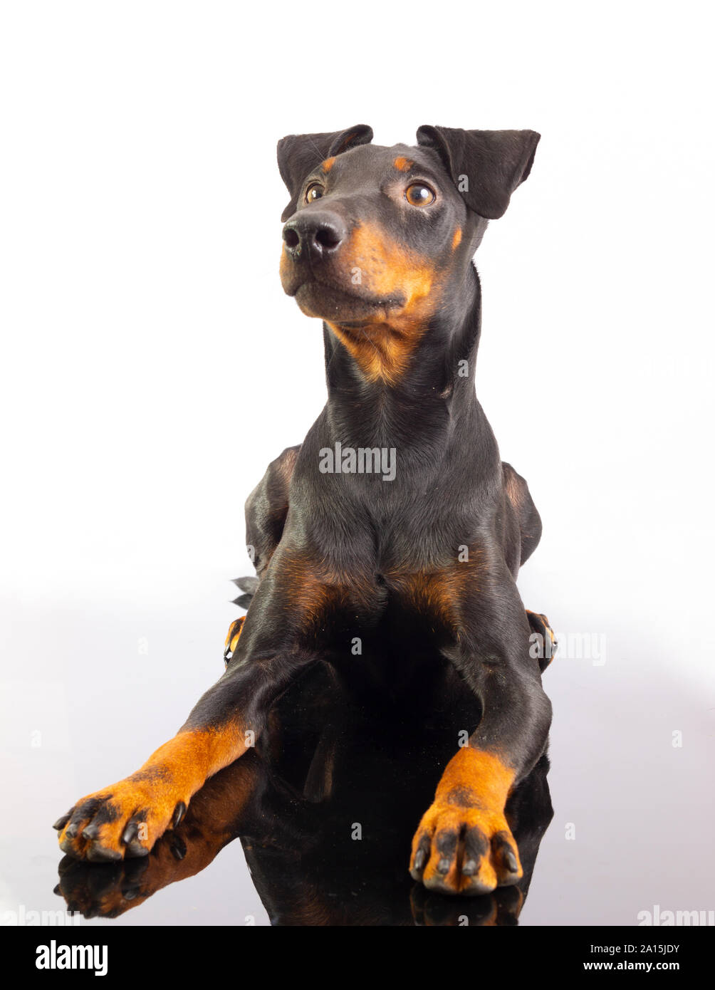 Manchester terrier Foto Stock