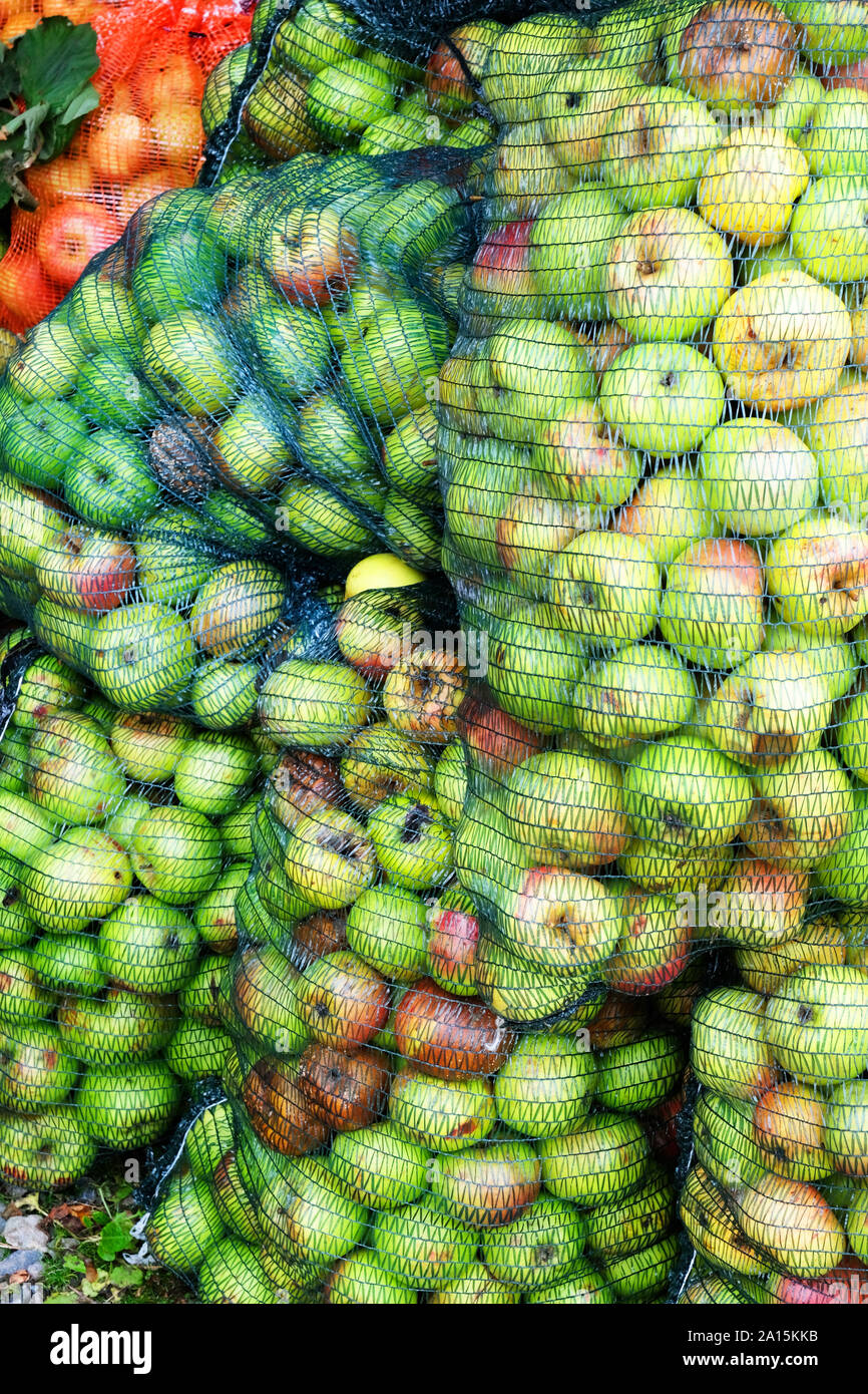 Raccolta mele immagazzinati in reti in plastica - Giovanni Gollop Foto Stock