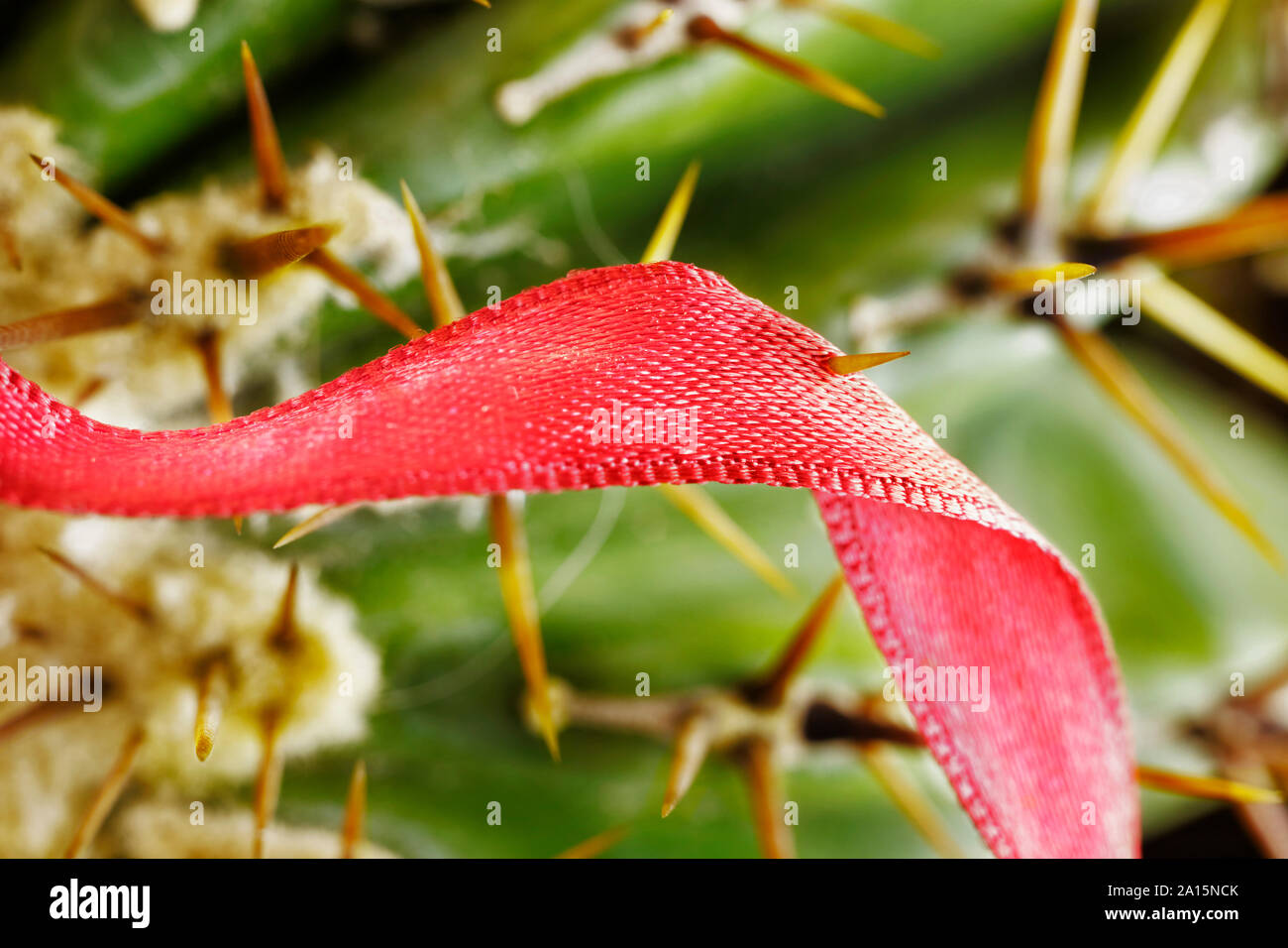 Bella red ribbon bloccato in una lunga impianto giallo thorn , si tratta di un impianto di succulente , Foto Stock