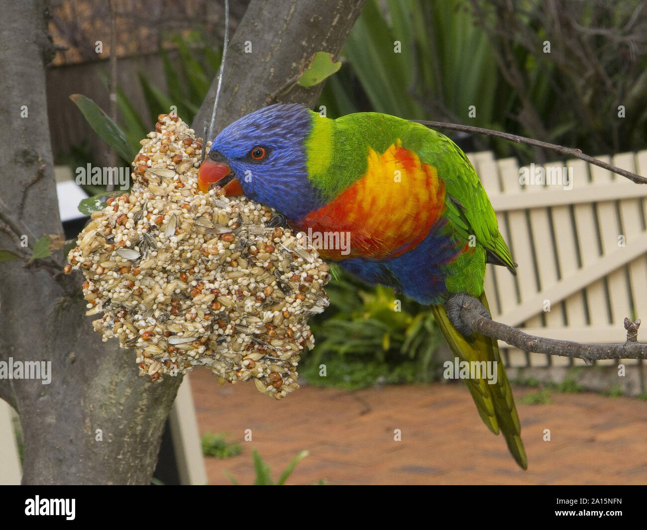 Australia, Nuovo Galles del Sud, un arcobaleno loriikeet ,vividamente colorate pappagallo australiano, al Sydney Wildlife World Photo © Fabio Mazzarella/Sintesi/ Foto Stock