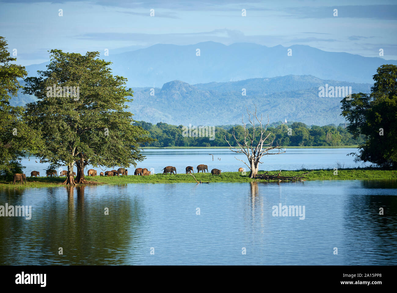 Vista della penisola di Udawalawe serbatoio con giovani elefanti, Udawalawa National Park, Sri Lanka Foto Stock