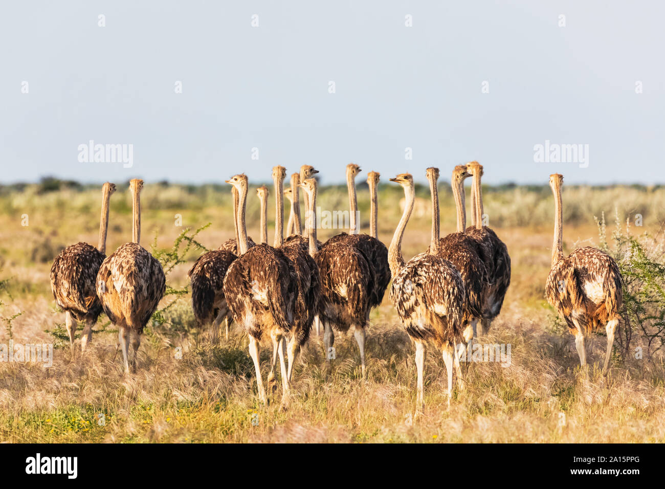 La Namibia, il Parco Nazionale di Etosha, African struzzi, Struthio camelus, giovani animali Foto Stock