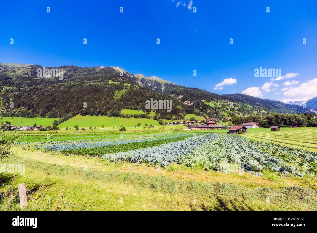 Salisburgo, Austria Membro, Bad Hofgastein, campi di vegetali Foto Stock