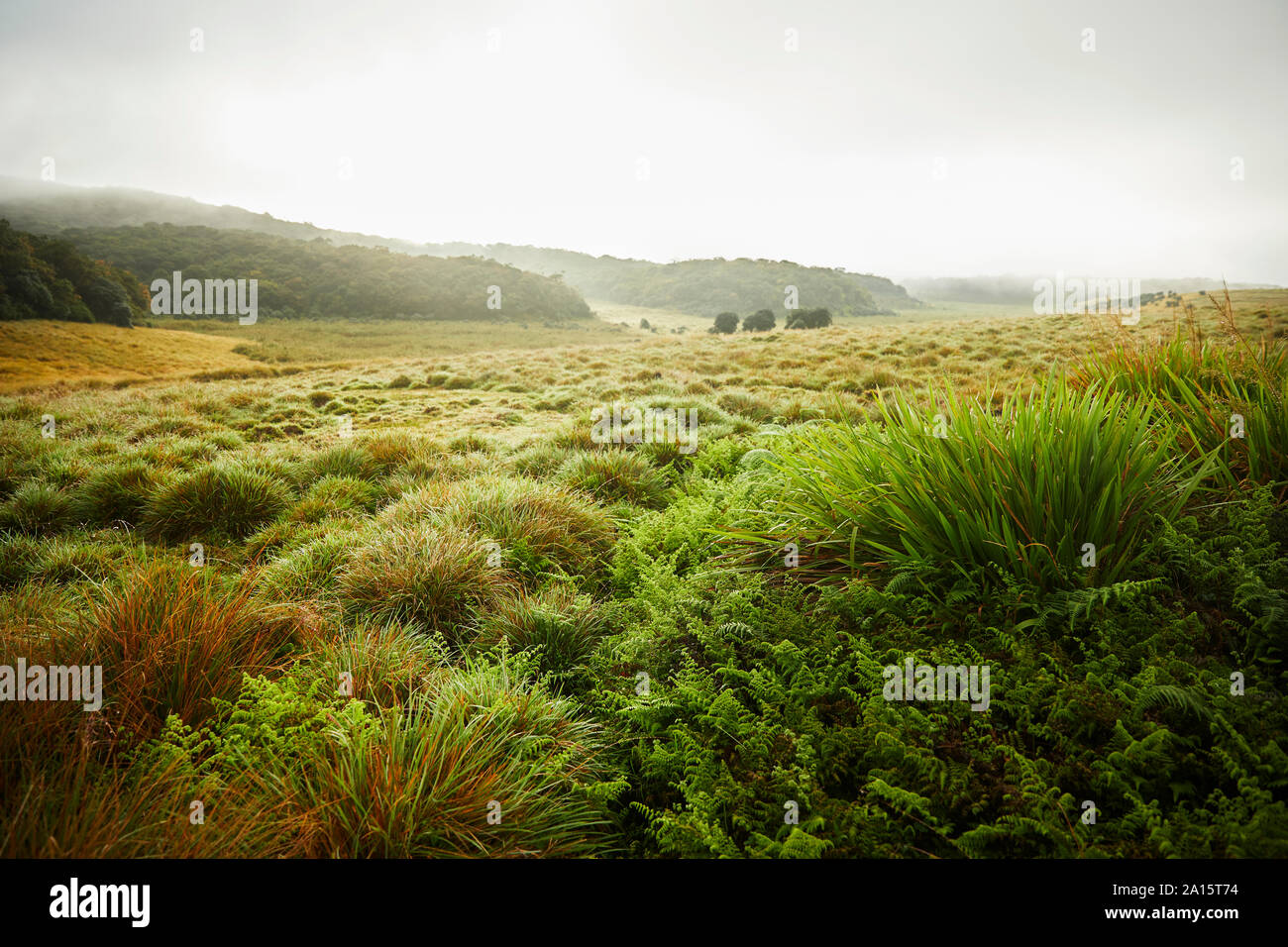 Paesaggio di Horton Plains National Park, Nuwara Eliya, Sri Lanka Foto Stock