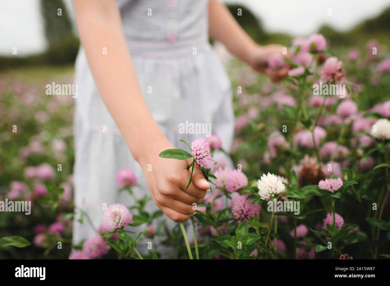 La ragazza le mani con fiori di trifoglio Foto Stock