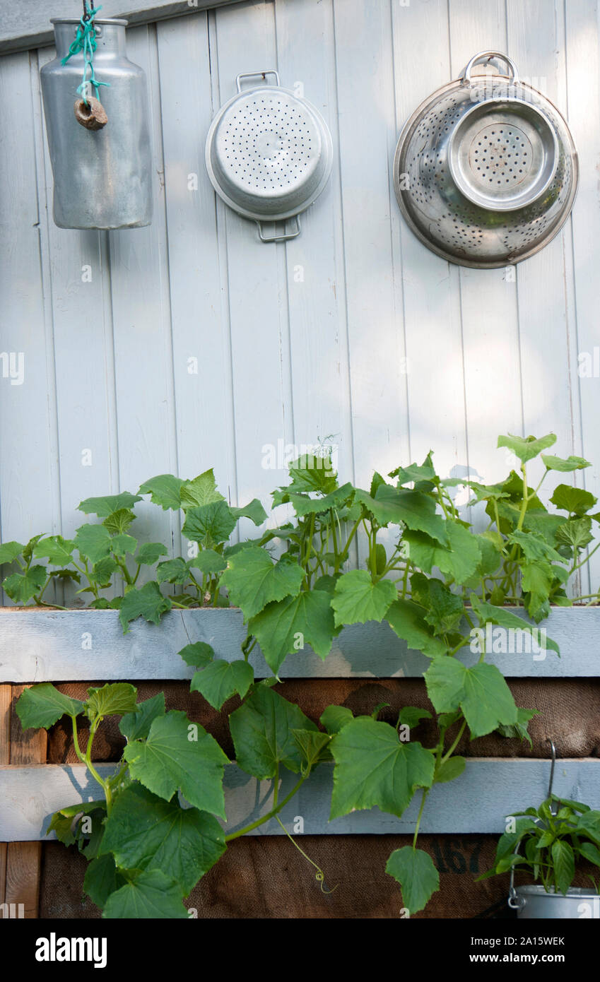 Gli scolapasta e contenitore appeso al di sopra di piante fresche crescente contro il muro bianco in back yard Foto Stock