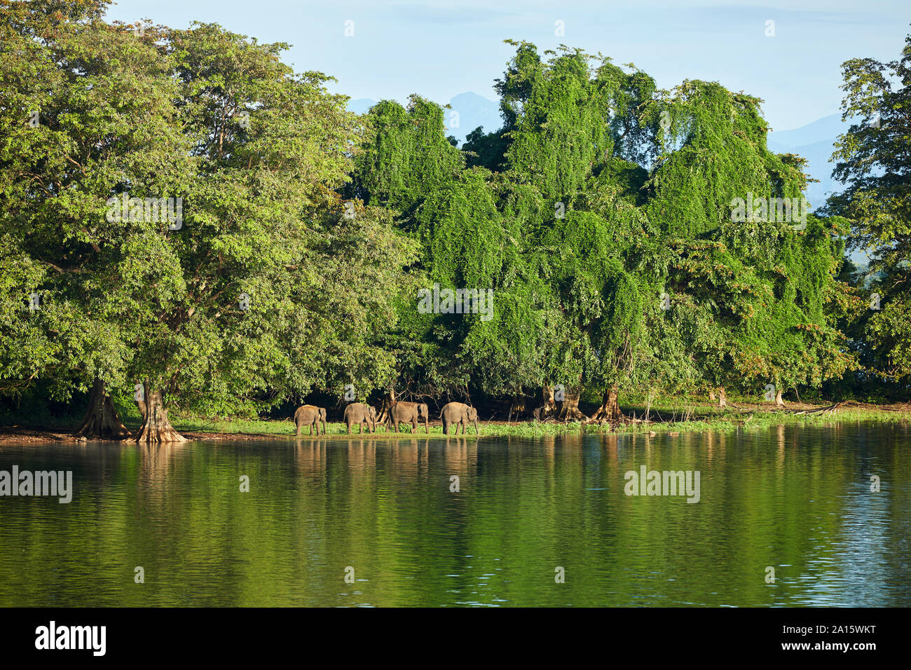 Vista della penisola di Udawalawe serbatoio con quattro giovani elefanti, Udawalawa National Park, Sri Lanka Foto Stock
