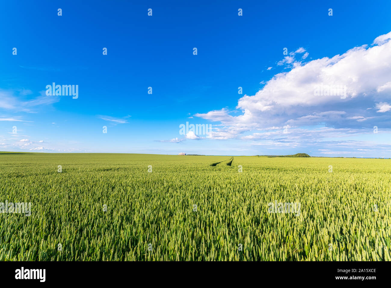 Regno Unito, Scozia, East Lothian, frumento (Triticum) campo sulla giornata di sole Foto Stock