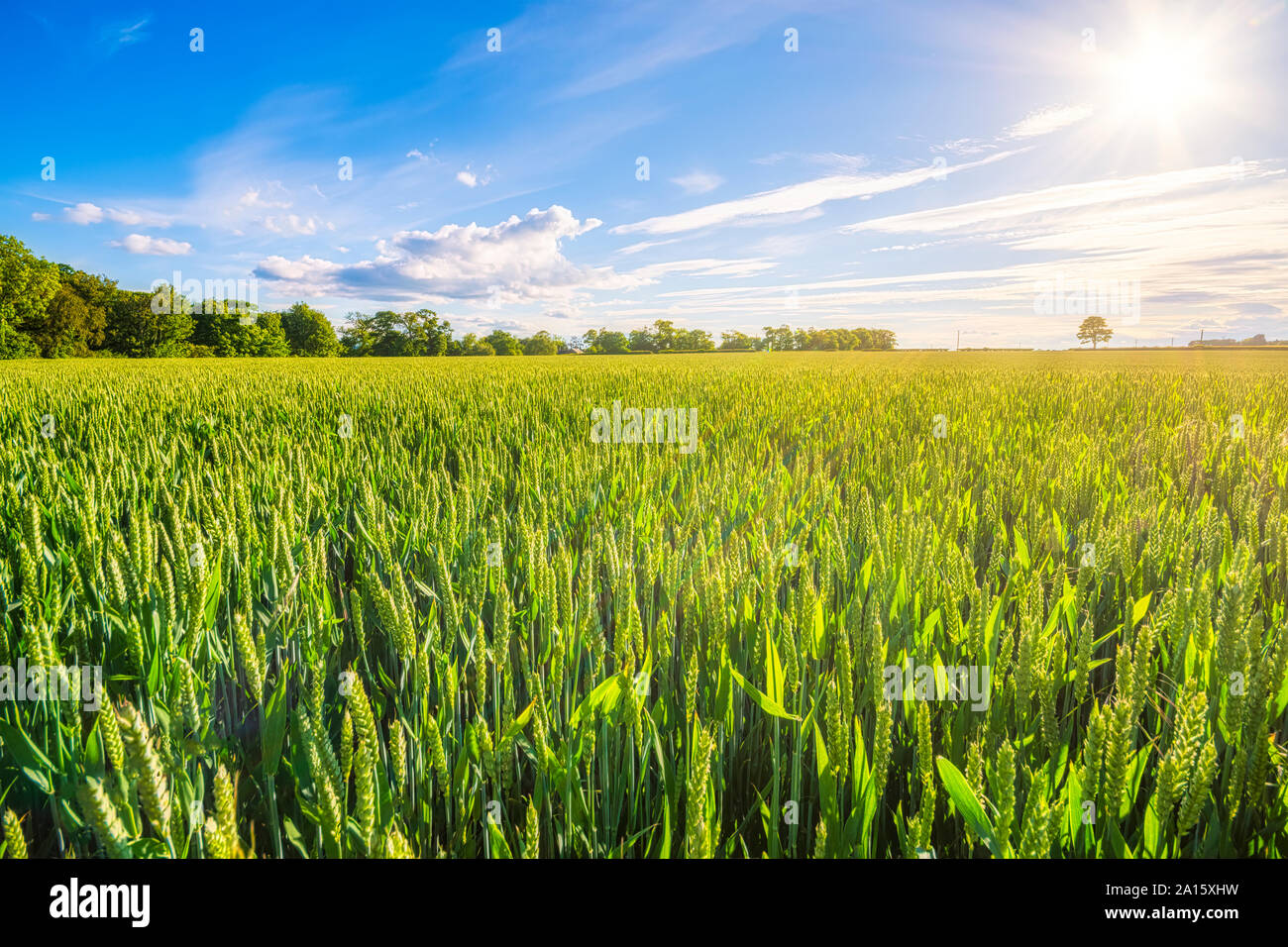 Regno Unito, Scozia, East Lothian, campo verde sulla giornata di sole Foto Stock