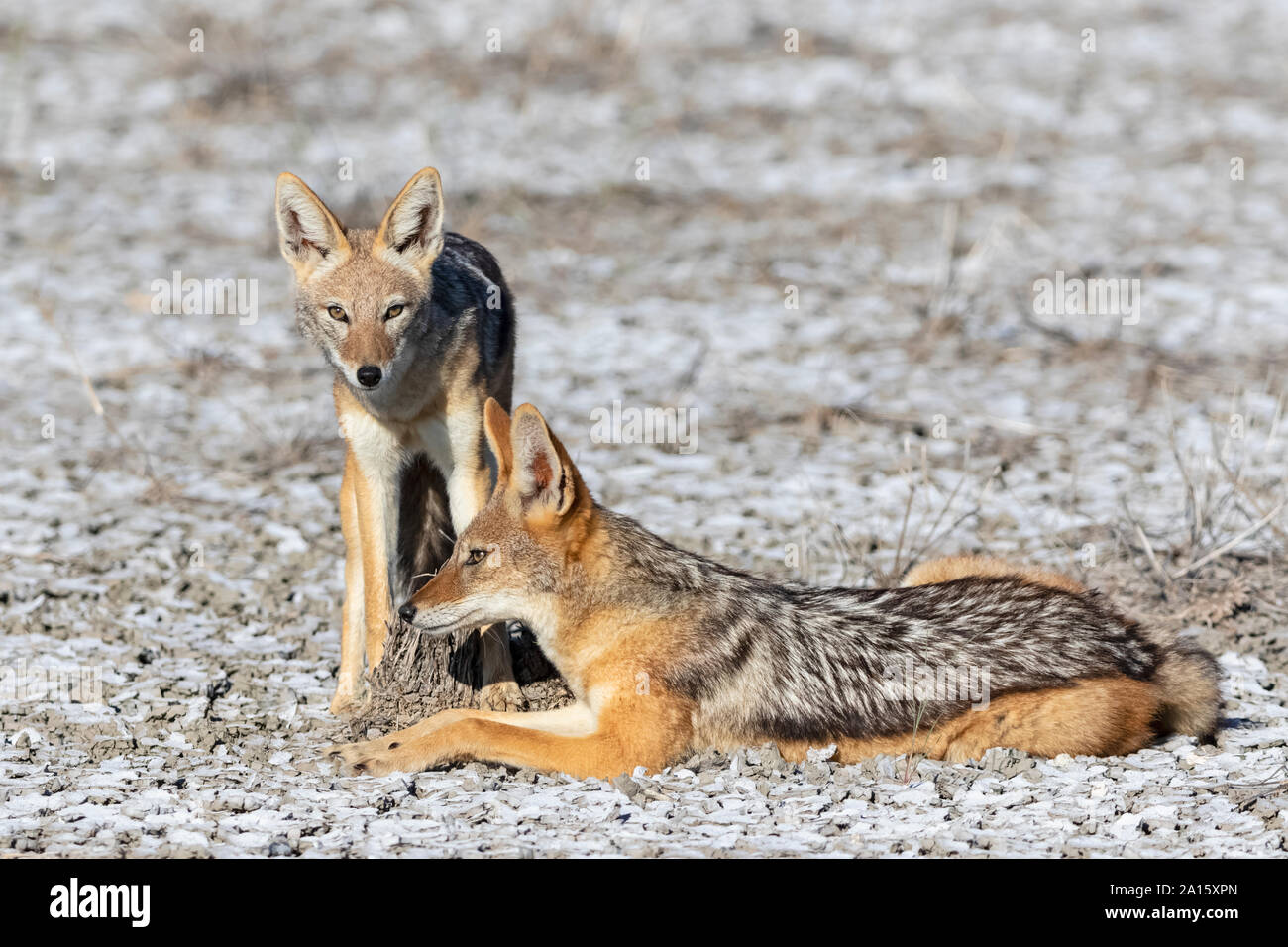 La Namibia, il Parco Nazionale di Etosha, due nero-backed sciacalli Foto Stock