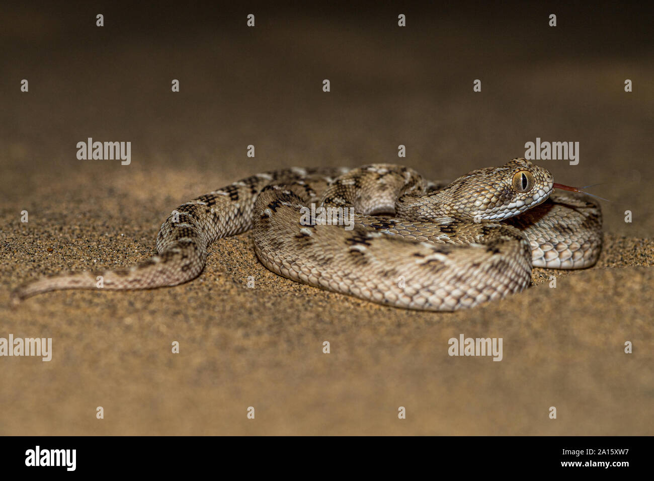 Visto Scaled Viper Snake!! Foto Stock