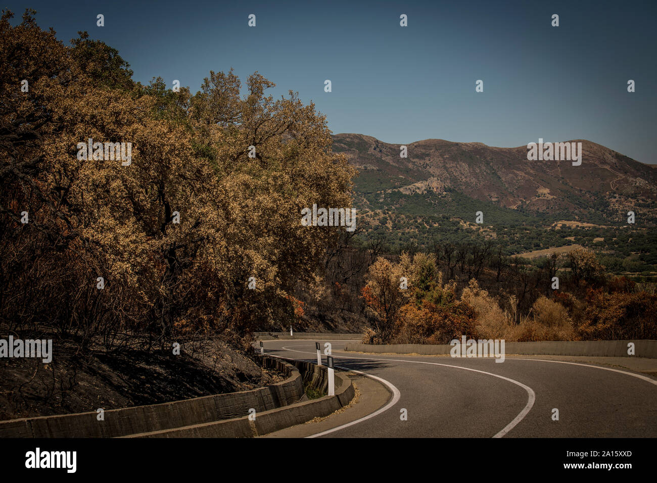 Alberi bruciati lungo la strada Foto Stock