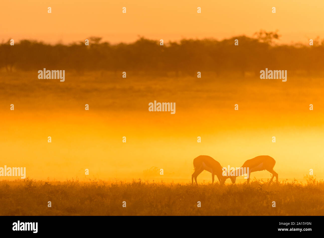 Africa, Namibia, il Parco Nazionale di Etosha, Springboks, Antidorcas marsupialis, combattendo al tramonto Foto Stock