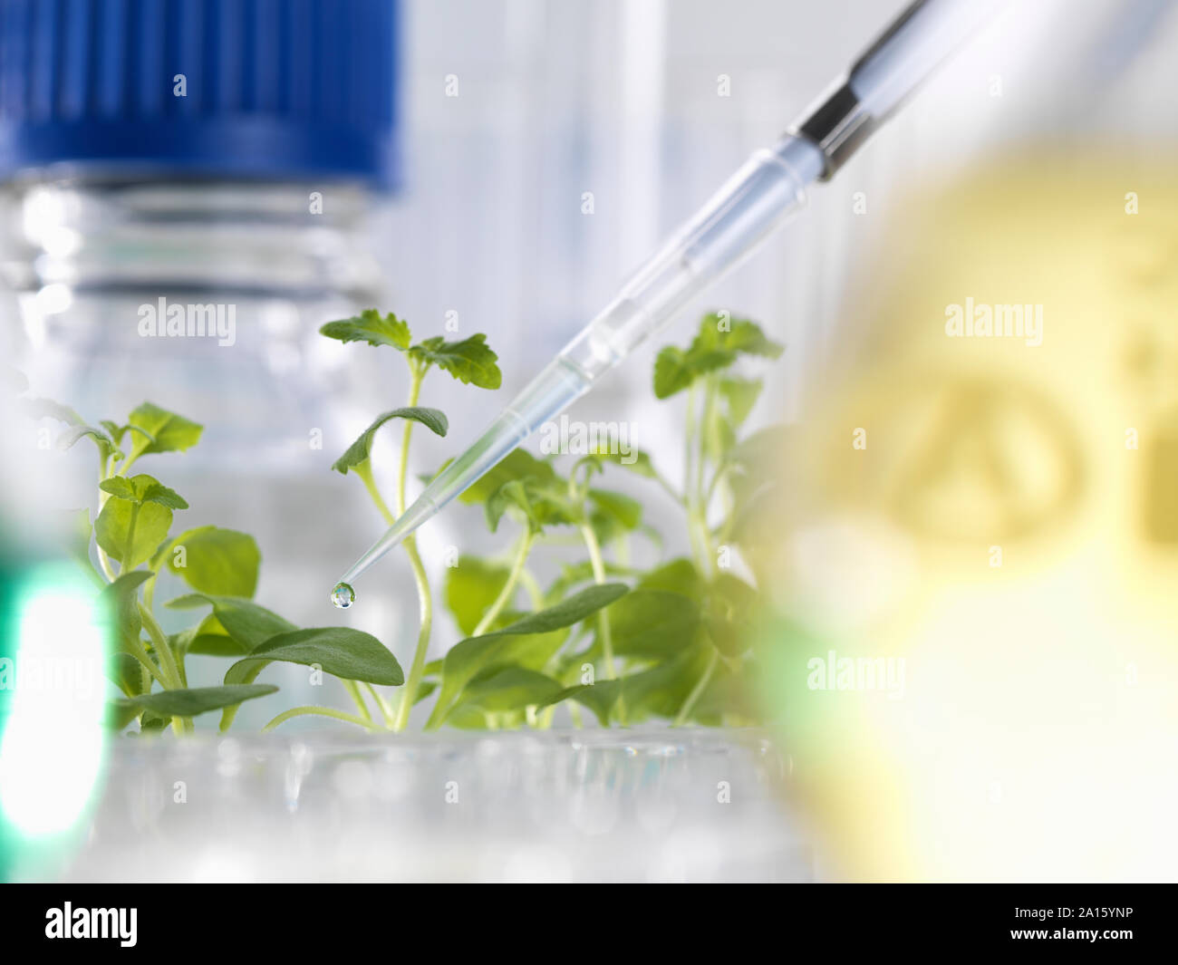 Esperimento scientifico con piante durante una prova di agricola in un laboratorio. Foto Stock