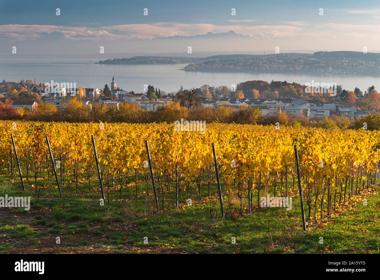 Germania, Baden-Württemberg, Uberlingen, vigneto in autunno, il lago di Costanza in background Foto Stock