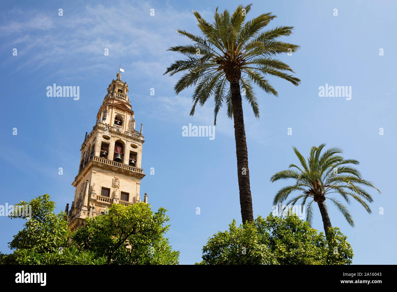 Spagna, Andalusia, Cordoba, Torre del Alminar della moschea-cattedrale e palme Foto Stock