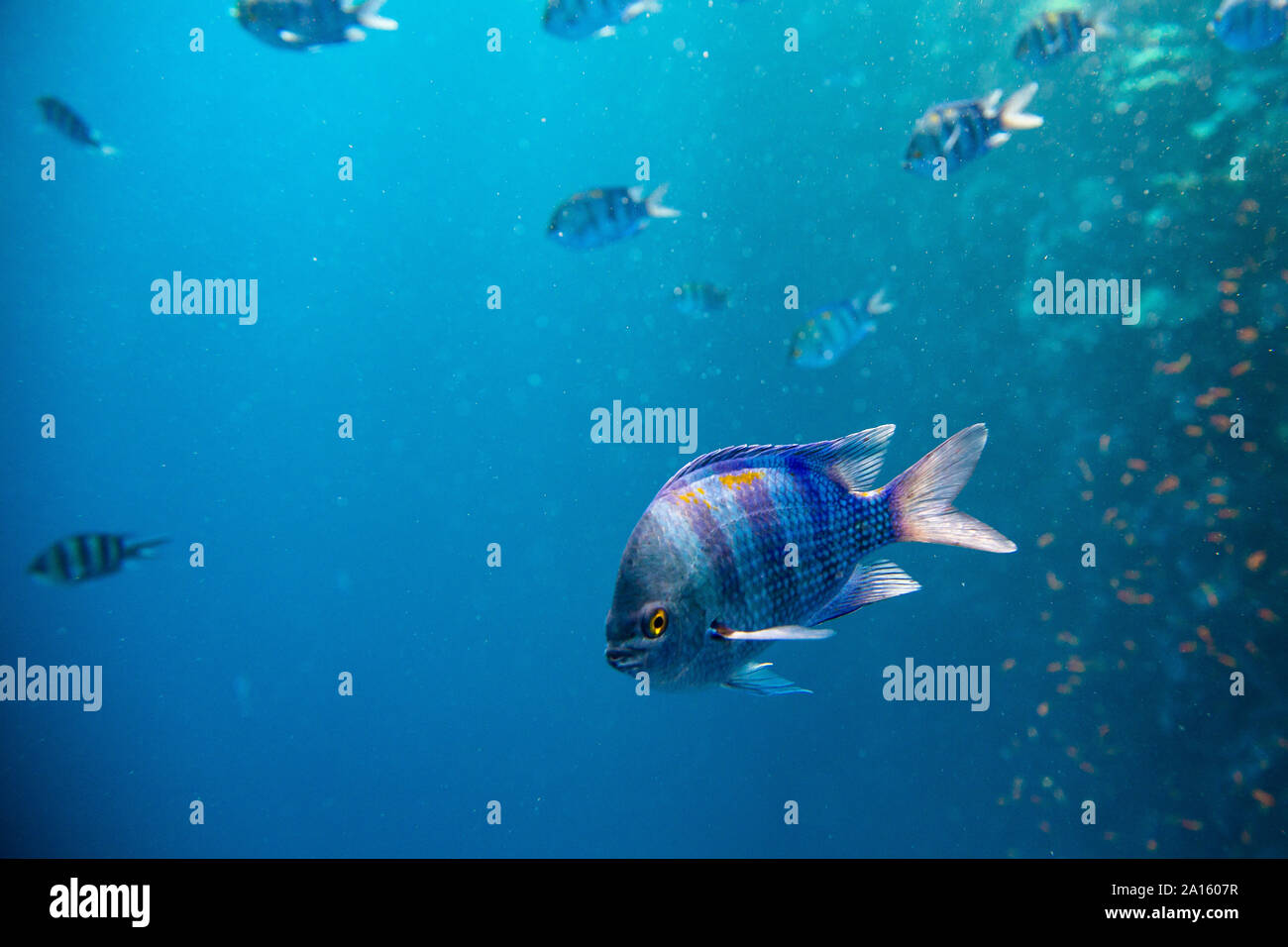 Indo-pacifico sergente pesce che nuota sott'acqua nel mare rosso Foto Stock